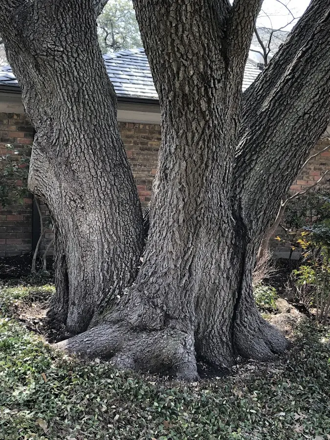 Mature heritage tree close to a Ardsley On Hudson property cared for by certified arborists